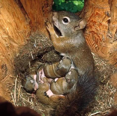 Scary Creatures, Squirrel Pictures, Squirrel Funny, Unknown Facts, Cute Squirrel, Baby Squirrel, Cute Wild Animals, Cute Animal Photos, Wildlife Animals