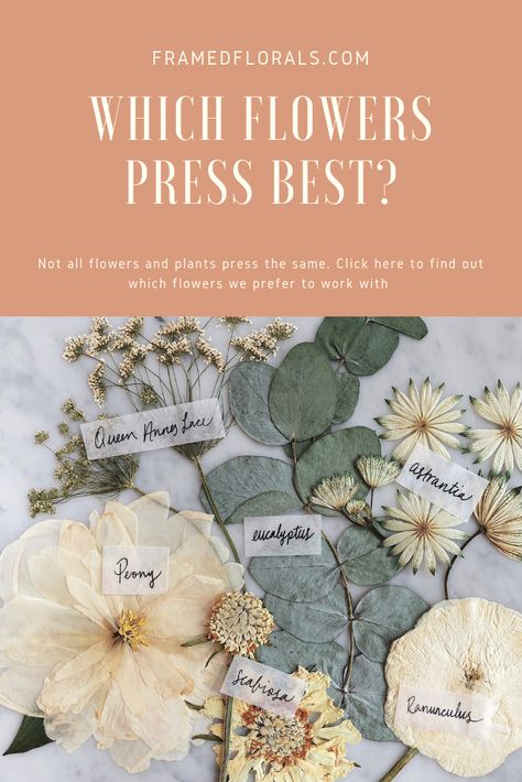 Frame Pressed Flowers Diy, How To Press Flowers In A Frame Diy, Pressing Large Flowers, Pressed Dahlia Flower, Best Flowers For Pressing, How To Press Peonies, How To Press Large Flowers, Flower Pressing On Fabric, Pressing Dahlias