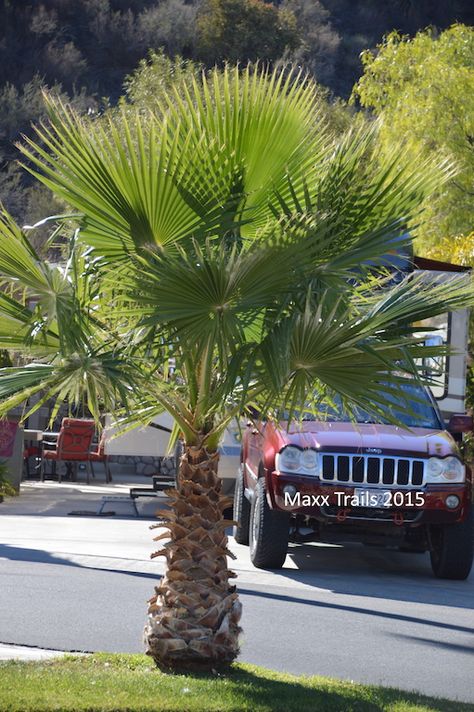 Mexican Fan Palm Tree, Mexican Fan Palm, Fan Palm, Two Trees, Tropical Plants, Palm Trees, Yard, My Pictures, California