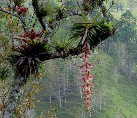 Rainforest Plants, Tropical Garden Design, Jungle Art, Black And White Cat, Buying Your First Home, Cat Hoodie, First Time Home Buyers, Tropical Garden, Dream Garden