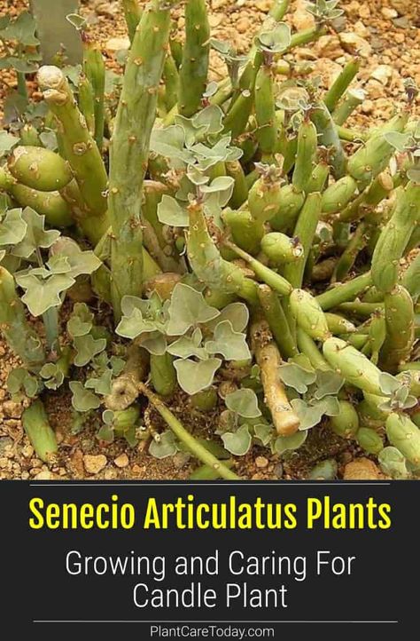 Senecio Articulatus (Candle Plant) perennial, succulent evergreen stems, cylindrical shape, drought-tolerant, low-maintenance. Best Perennials For Shade, Perennial Garden Ideas, Succulent Care Instructions, Backyard Hacks, Side Gardens, Perennials For Shade, Succulents In Pots, Succulent Care Tips, Garden Planting Ideas