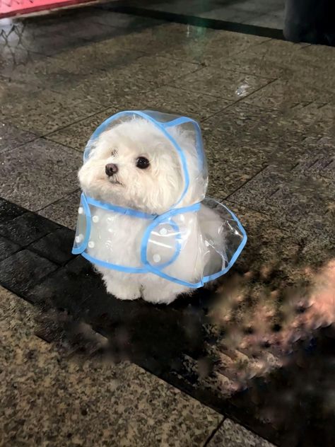 Cute Christmas Puppies, Cute Pets To Have, Aesthetic Dog Pfp, White Dog Aesthetic, Tiny Fluffy Dog, Korean Puppy, Cute Dogs Aesthetic, Silly Puppies, Dog Silly