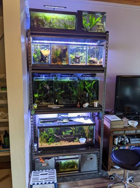 Fish Tank Rack Ideas, Bookshelf Aquarium Fish Tanks, Aquarium Shelf Ideas, Multiple Fish Tank Setup, Fish Room Ideas Aquarium, Fish Tanks In Bedrooms, Terrarium Shelves, Fish Tank Bedroom, Reptile Shelf