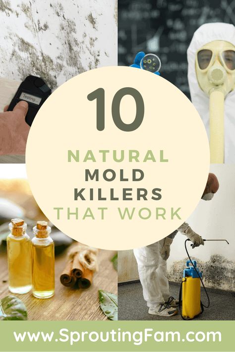 10 Natural Mold Killers & Ways To Kill Mold | Sprouting Fam Kill Mold, Mold And Mildew Remover, Mold Illness, Mold Spray, Toxin Free Living, Toxic Mold, Mold Exposure, Mildew Remover, Homemade Cleaning Supplies