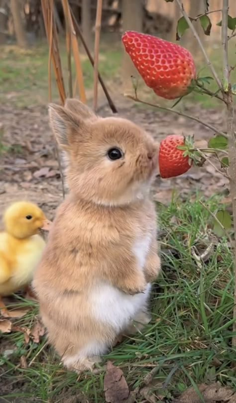 Adorable Animal Pictures, Samantha Animal, Cute Animals Eating, What Animal Am I, Cute Aesthetic Animals, Baby Animals Adorable, Cute Animals Aesthetic, Preppy Bunny, Cute Animal Photography