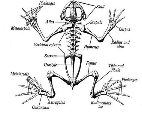 A diagram of the skeleton of a frog. Looking at how a Frogs bone structure is made up and what bones contribute to everyday life. Bones Diagram, Anatomy Coloring Pages, Skeletal Anatomy, Frog Dissection, Anatomy Coloring, Arm Bones, Anatomy Coloring Book, Skeleton Anatomy, Leg Bones