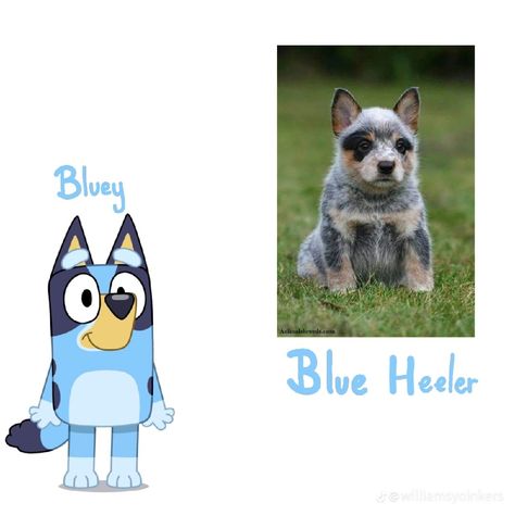 Bluey Characters Husky, Bluey Misscarage, Bluey Crafts, Bluey Stuff, Bluey Cartoon, Bluey Characters, Marvel Room, Bingo Funny, Real Dog