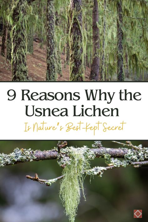 Curious about the strange, beard-like lichen hanging from trees? 🌿 Meet Usnea, a powerful lichen with a host of health benefits! Known for its antimicrobial and anti-inflammatory properties, Usnea has been used in traditional medicine for centuries. Learn why this unassuming organism is gaining popularity in the world of natural health and how it can support your well-being. Usnea Benefits, Nitrogen Fixation, Natural Medicine Cabinet, Relationship Images, Pisgah National Forest, Woo Woo, Thriving Garden, Indoor Plant Care, Symbiotic Relationships