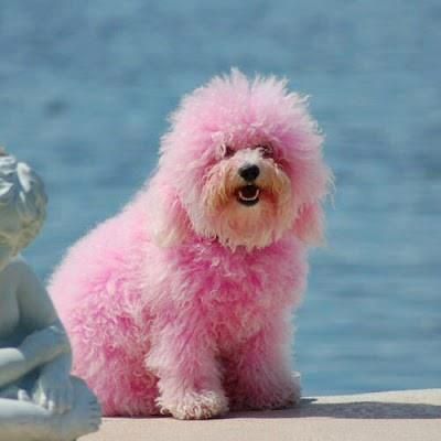 The dog has no clue it is pink. The dog thinks people just LIKE it.......beet juice color...back off, PETA. Dog Shaming Funny, Tout Rose, Color Boards, Pink Puppy, Dog Shaming, Funny Pets, Pink Animals, Eye Wear, Tickled Pink