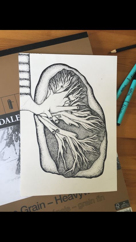 Lung Anatomy Drawing, Lungs Drawing Anatomy, Drawing Lungs, Lungs Sketch, Lung Drawing, Fun Anatomy, Organ Art, Lungs Drawing, Lungs Anatomy