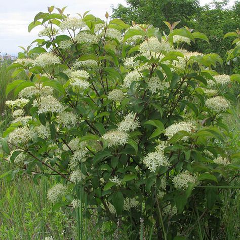 Cornus Sanguinea, Kingdom Plantae, Small Shrubs, Scientific Name, Tree Nursery, Attracting Bees, Vascular Plant, Ornamental Plants, Garden Structures