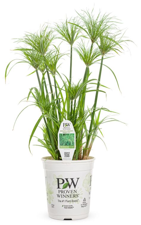 Proven Winners Graceful Grasses Prince Tut Dwarf Egyptian Papyrus 1 Papyrus Plant, Cyperus Papyrus, Soft Landscape, Unlit Christmas Trees, Egyptian Papyrus, Florida Landscaping, English Gardens, Victory Garden, Proven Winners