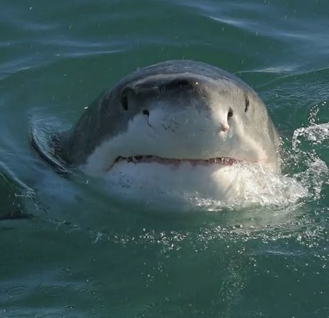 Silly Shark, Silly Sharks, Shark Pictures, Cute Shark, Great White Shark, Silly Animals, Marine Biology, Great White, Marine Animals