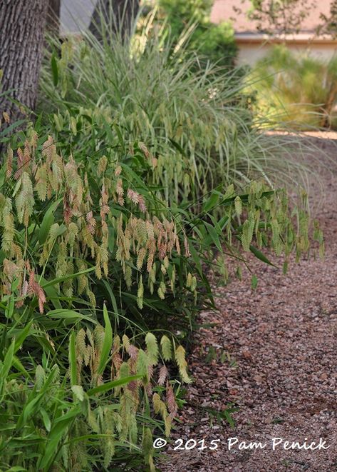 Plant This: Inland sea oats | Digging Northern Sea Oats Landscaping, Sea Oats Grass Plants, Inland Sea Oats, Chasmanthium Latifolium, Northern Sea Oats, Sidewalk Garden, Slope Garden, Texas Gardens, Houston Garden