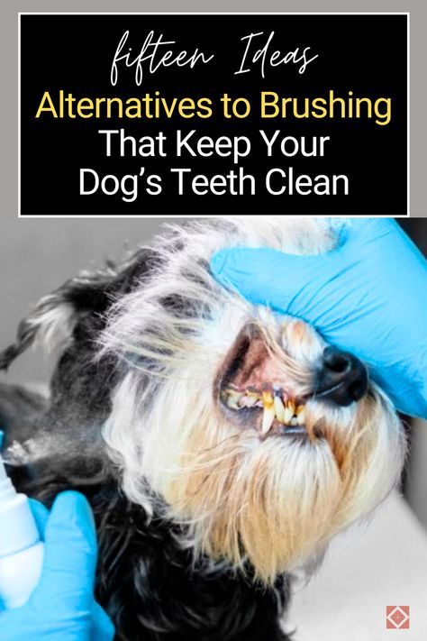 Learn about 15 alternatives to brushing that will keep your dog’s teeth clean and healthy. These ideas offer practical solutions and inspiration for maintaining your pet’s dental health through innovative dog care. #DogIdeas Diy Dog Dental Water Additive, Dog Teeth Cleaning Treats, Dog Teeth Care, Dog Dental Hygiene, Dog Dental Cleaning, Pet Dental Care, Dog Health Tips, Dog Teeth Cleaning, Dog Dental