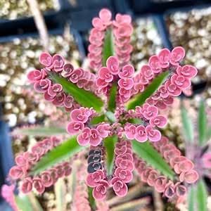 Kalanchoe Flowers, Mother Of Thousands Plant, Mother Of Thousands, Small Succulent Plants, Butterfly Plants, Pink Plant, Tiny Plants, Bathroom Plants, Small Potted Plants