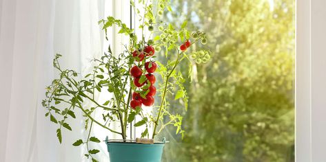 Grow Food Inside, Grow Tomatoes Indoors, Growing Tomatoes Indoors, How To Grow Tomatoes, Bucket Gardening, Grow Tomatoes, Tomato Plant, Container Gardening Flowers, Gardening Techniques