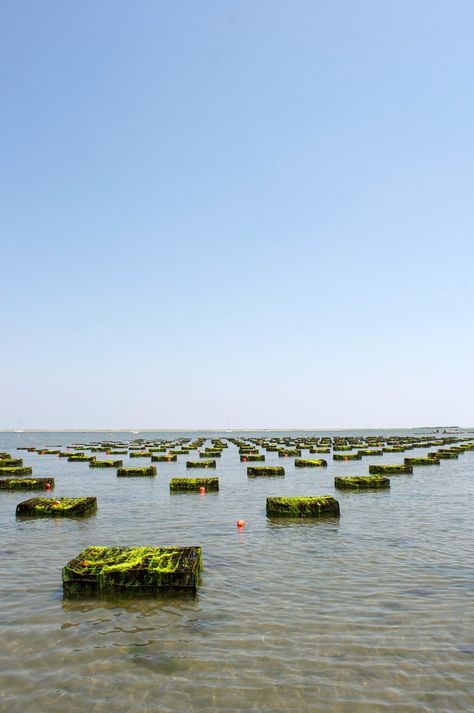 How Oysters Are Grown: A Visit to Island Creek Oysters in Duxbury, Massachusetts — Grower Tour Island Creek Oysters, Aqua Farm, Hot Sunny Day, Shrimp Farming, Food Growing, Affordable Backyard Ideas, Oyster House, Floating Garden, Living Off The Land