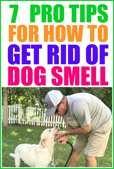 How to get rid of dog smell in your home. | pet smell neutralizer | dog smell | pet smell | Dog Pee Smell, Pee Smell, Pet Smell, Dog Smells, Wet Dog, Dog Pee, Dog Odor, Dog Info, Pet Odors