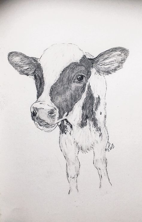 Farm Sketches Pencil, Cow Pencil Drawings, Cow Drawing Pencil, Farm Animal Sketches, Cow Sketch Easy, Farm Animal Drawings, Cows Drawing, Calf Drawing, Cow Drawings