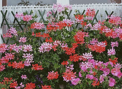 Le géranium lierre, la star des balcons, est prêt à ressortir vers mars, quand les températures remontent. S'il s'est bien développé, profitez-en pour le bou... Geraniums, Mars, Plants