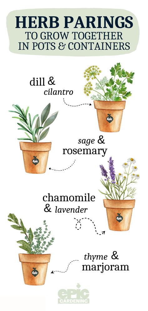 An infographic of different herbs that are paired together in pots Concrete Herb Garden, Small Kitchen Herb Garden Ideas, Herb Jars Aesthetic, Herb Pot Garden, Kitchen Garden Ideas Outdoor, Herb Gardens In Pots, How To Grow Lemongrass In A Pot, Herb Garden In A Pot, Potted Herbs Outdoor