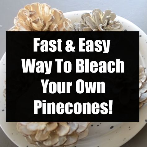 How To Bleach Pine Cones, Bleach Pinecones Diy, Bleached Pinecones Diy, How To Bleach Pinecones, How To Bleach Pinecones Diy, Bleaching Pinecones Diy, How To Clean Pinecones For Crafts, Diy Pinecone Decor, How To Cut Pinecones For Flowers