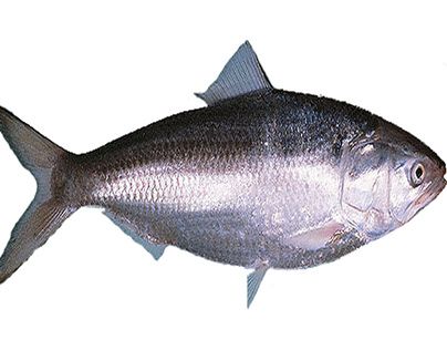 Hilsa Fish, Fish Photography, The Carribean, Photography Product, Exotic Fish, Graphic Design Photography, Silver Colour, Latin America, Photography Products