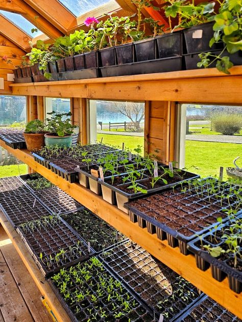 Green House Plants Gardening, Seedling Organization, Greenhouse Vertical Garden, Greenhouse Veggie Garden, Greenhouse Setup Inside, Beginner Greenhouse Gardening, Selling Seedlings, Garden Set Up Ideas, Greenhouse Organization Ideas