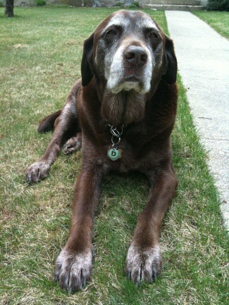 Pick a dog breed that looks cute old! Old Dog Aesthetic, Elderly Dogs, Short Dog, Blue Feathers, Old Dog, Senior Dogs, Silly Dogs, Animal Sanctuary, Sweet Dogs