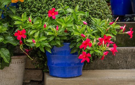 6 Must-Know Tips for Growing Stunning Mandevilla Plants in Pots to Enjoy Their Flowers All Summer Mandevilla In Pots, Mandevilla Plants, Mandevilla Plant, Potted Mums, Landscaping Shrubs, Plants In Pots, Gardening Trends, Have Inspiration, Small Space Diy