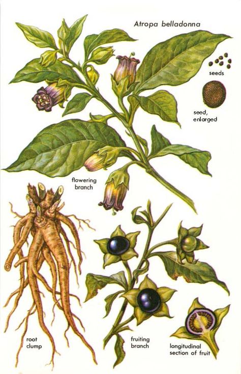 atropa belladonna Witch Plants, Plants Reference, Barbara Walker, Psychoactive Plants, Deadly Plants, Poison Garden, Deadly Nightshade, Witch Garden, Poisonous Plants