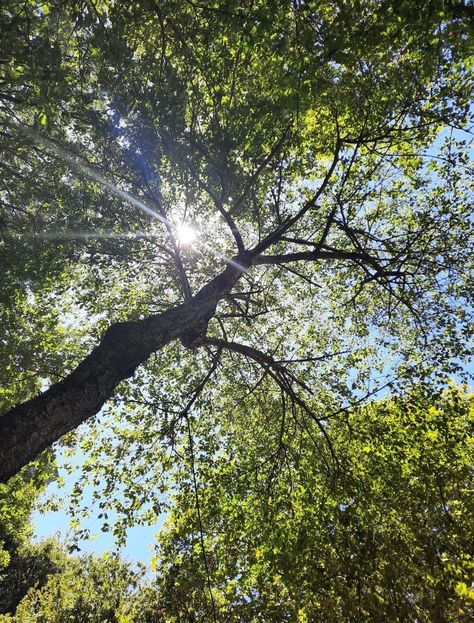 Light Filtering Through Trees, Sun Peeking Through Trees, Sunshine Through Trees, Sun Through Trees Aesthetic, Summer Trees Aesthetic, Light Green Nature Aesthetic, Sunlight Through Trees Painting, Tree Leaves Photography, Sun Kissed Aesthetic