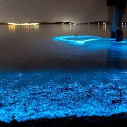 Eco Trip Guru on Instagram: “Did you know Florida has a bioluminescent lagoon? Florida’s Space Coast is seeing some of the best bioluminescent concentrations in years!…” Bioluminescent Plankton, Indian River Lagoon, Bioluminescent Bay, Rhapsody In Blue, Kayak Adventures, Ocho Rios, Kayak Tours, Thousand Islands, Kayak Trip