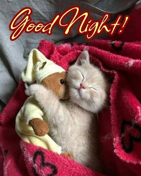 Good Night Cat, Good Night Dear, Good Night Sleep Tight, Good Night Funny, Good Morning Funny Pictures, Cute Good Morning Images, Cute Good Night, Slaap Lekker, Good Night Friends