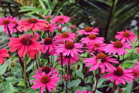 Echinacea 'Pow Wow Wild Berry' Coneflower - Hello Hello Plants Lake Garden, Echinacea Purpurea, Coastal Gardens, Pollinator Garden, Pow Wow, Wild Berry, Plant Design, Types Of Plants, Garden Supplies