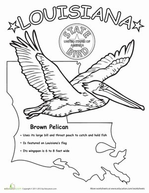 Louisiana State Bird, Louisiana Coloring Pages, Bird Worksheet, Third Grade Geography, Swamp Paintings, State Project, Louisiana Culture, Summer Roadtrip, Louisiana History