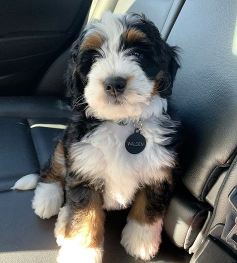 Bernedoodle Short Haircut, Micro Mini Bernedoodle Full Grown, Bernedoodle Aesthetic, Mini Bernie Doodle, Micro Bernedoodle, Ausidoodle Puppies, Toy Bernedoodle, Mini Bernedoodle Full Grown, Aussiedoodle Mini