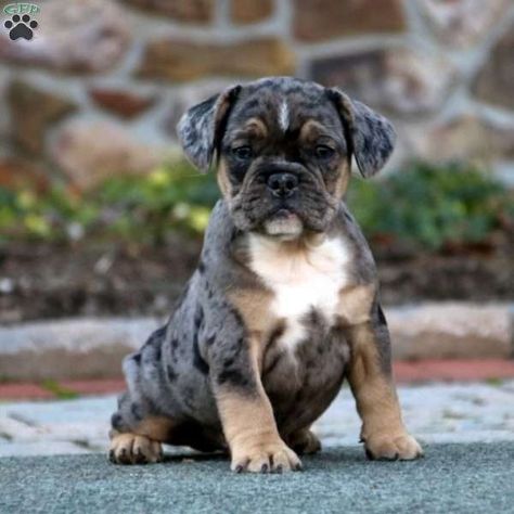 Bulldog Pitbull, Pitbull Mix Puppies, Frenchie Pug, Bulldog Images, French Bulldog Mix, Dog Breeds Pictures, Boxer Bulldog, Greenfield Puppies, Pug Mix