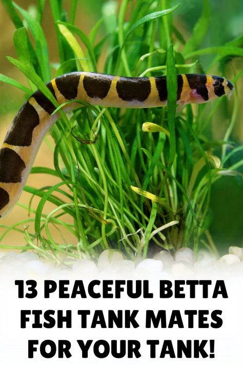 Dive into the fascinating world of betta fish companionship with our informative blog post on betta fish tank mates. Uncover which fish are the most compatible with bettas and how to ensure a successful cohabitation. Visit our blog to explore and enhance your aquarium experience! Fish Compatible With Betta, Betta Fish Tank 10 Gallon, Beta Tank Mates, 8 Gallon Fish Tank Ideas, How To Set Up A Fish Tank, Betta Fish Terrarium, Koi Betta Fish Tank, Betta Fish Setup, Koi Fish Aquarium Indoor