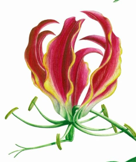 Flame Lilly, Flame Lily, Gloriosa Lily, Fire Lily, Lilies Drawing, Wafer Paper Flowers, Watercolor Flowers Tutorial, Animal Stencil, Candles Photography