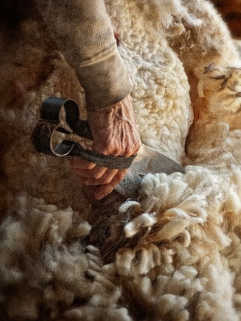 Wool From Sheep, Shepherds Cottage, Shearing Sheep, The Thorn Birds, Wool Sheep, Baa Baa Black Sheep, Sheep Shearing, Sheep Breeds, Counting Sheep