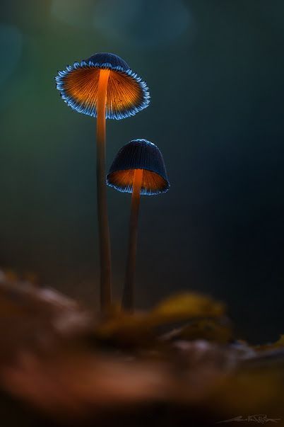 I have no idea what kind of mushroom this is, but with the lighting, the picture is just Amazing by Brent Csutoras Macro Fotografia, Mushroom Pictures, Plant Fungus, Wallpaper Pastel, Mushroom Fungi, Beautiful Forest, Carnivorous Plants, Wild Mushrooms, Mushroom Art