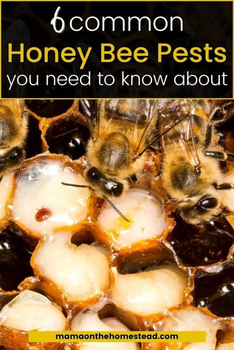 Bees have a host of pests and diseases to contend with. Here are the 6 most common honey bee pests, what they do, and how to identify, prevent & treat them. #beekeeping #beekeeper #backyardbeekeeping #beepests #honeybeepests Flow Hive Beekeeping, Homestead Compound, Bee Identification, Backyard Bees, Honey Bee Farming, Wax Moth, Bee Farming, Flow Hive, Homestead Animals