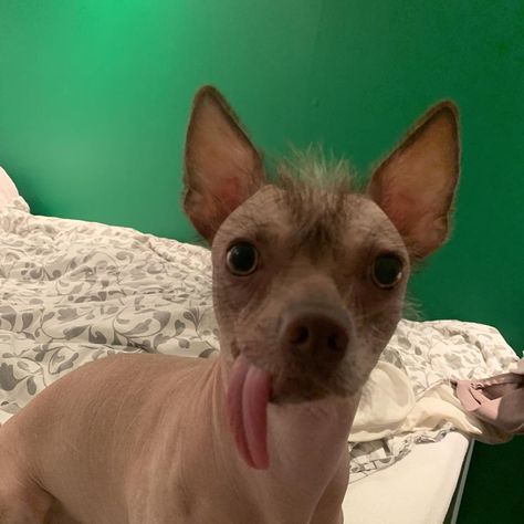 Hairless Chihuahua, Hairless Animals, Daisy Randone, Hairless Dogs, Mexican Hairless Dog, Hairless Dog, Chinese Crested, Little Creatures, Silly Animals