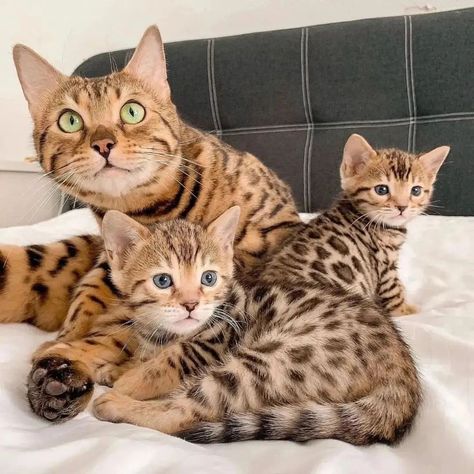 Bengal Kittens For Sale, Bengal Kittens, Bengal Kitten, Kittens For Sale, Kitty Stuff, Kitten For Sale, This Is Us, Kittens, Kitty