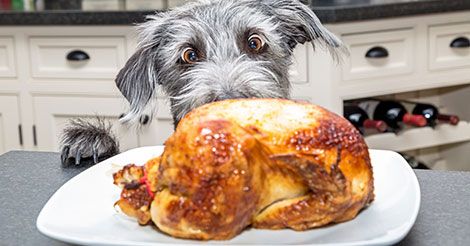 What Thanksgiving foods can your dog eat? #thanksgiving #food #dogfriendly #dogs #dog #pets #petcare #thanksgivingfood #thanksgivingdinner Chicken Curry Salad, Turkey Meat, Rotisserie Chicken Recipes, Human Food, Cooking Turkey, Easy Thanksgiving, Can Dogs Eat, White Meat, Roasted Turkey