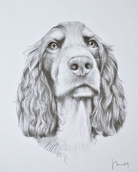 Boykin Spaniel Drawing, Dog Sketches, Lou Dog, Dog Patterns, Dog Portraits Art, Boykin Spaniel, Spaniel Art, Stippling Art, Dog Sketch