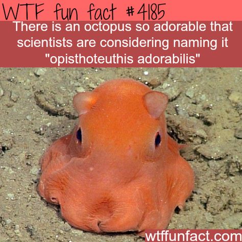 Octopus Facts, Fun Facts About Animals, Cute Octopus, Animal Facts, Ocean Creatures, Funny Animal Memes, Weird Animals, Cool Pets, Funny Animal Pictures