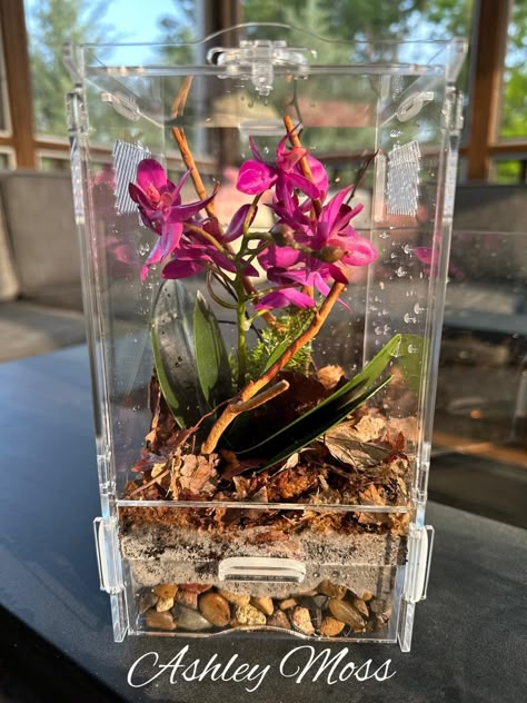 Orchid Mantis Terrarium, Orchid Mantis Enclosure, Praying Mantis Enclosure, Mantis Terrarium, Mantis Enclosure, Strange Pets, Prey Mantis, Velvet Spider, Spider Enclosure